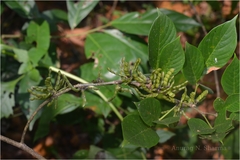 Desmodium triangulare